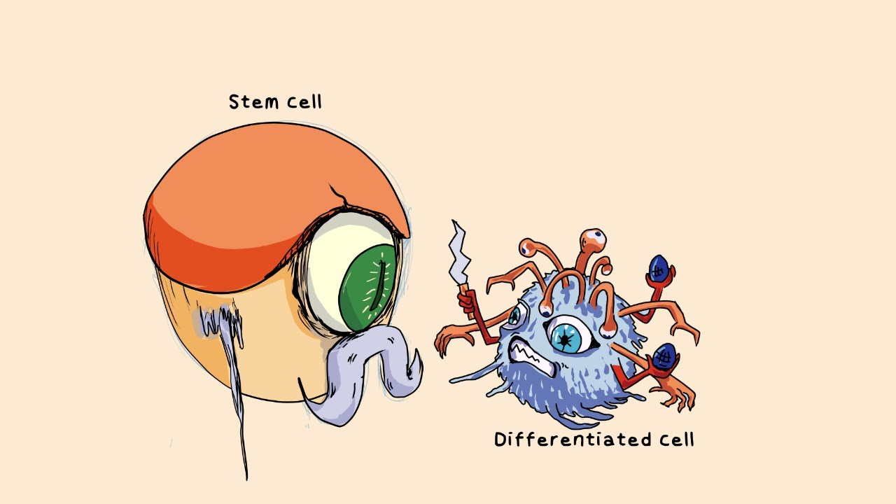 Natural Killer (NK) Cells