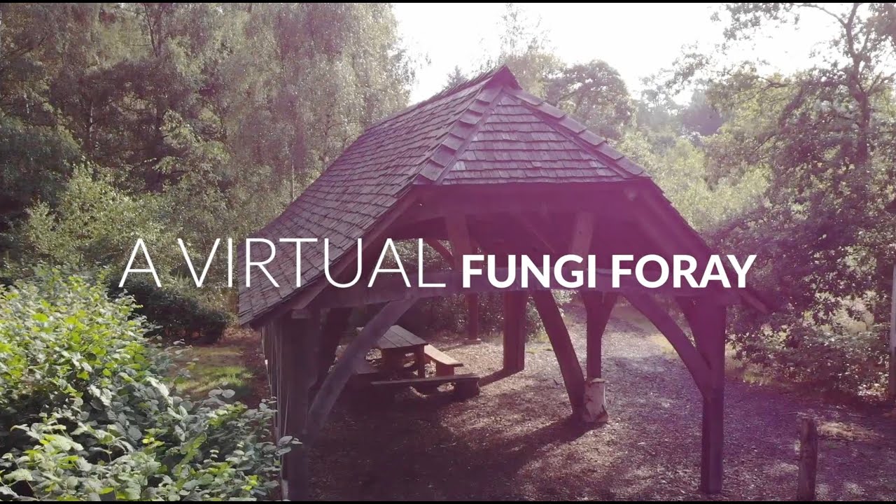 Virtual Fungi Foray at Harcourt Arboretum