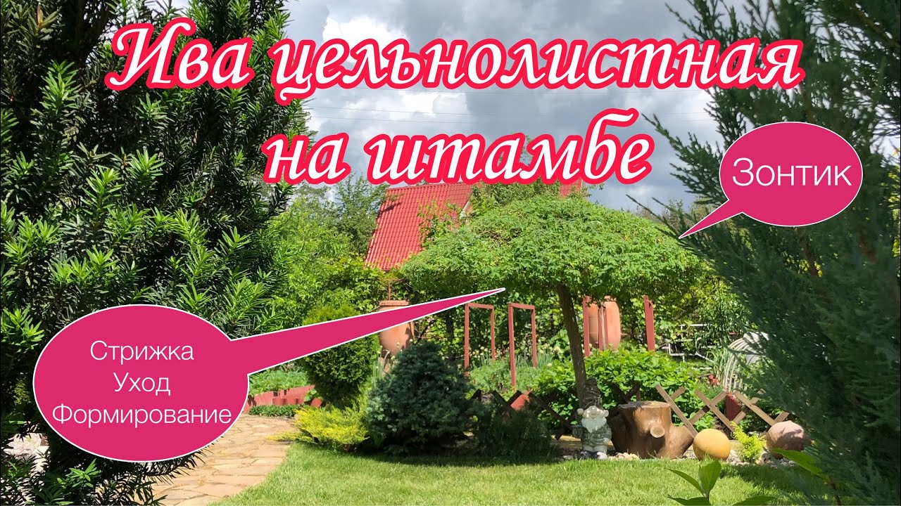 Ива ЦЕЛЬНОЛИСТНАЯ на штамбе. Стрижка. Уход. Формирование. Форма ЗОНТИК.Когда и как начинать стричь?