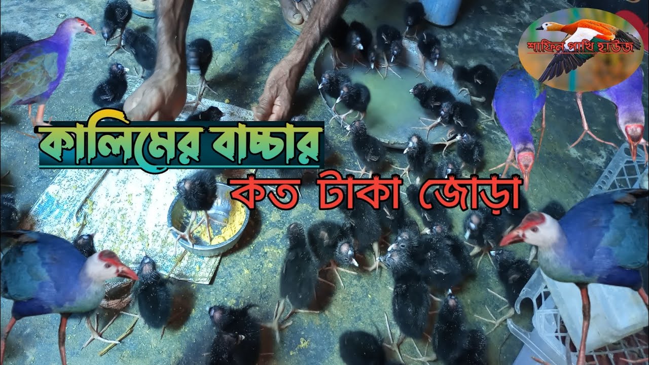 কালিমের বাচ্চা বিক্রি হবে   ||কত দামে কিনবেন কালিম বাচ্চা||