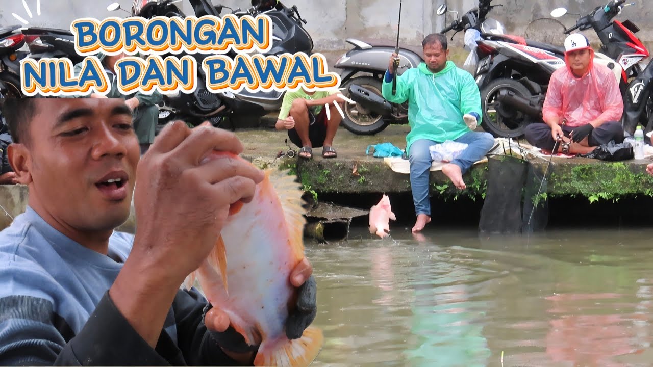 BORONGAN NILA BABON DAN BAWAL ‼️ MANCING BORONGAN NILA DAN BAWAL