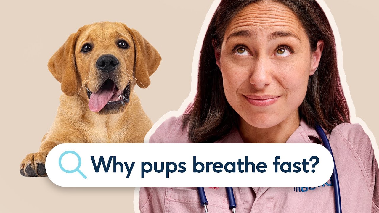 Why Is My Puppy Breathing Fast? | Vet Explains When It&rsquo;s Normal vs A Red Flag