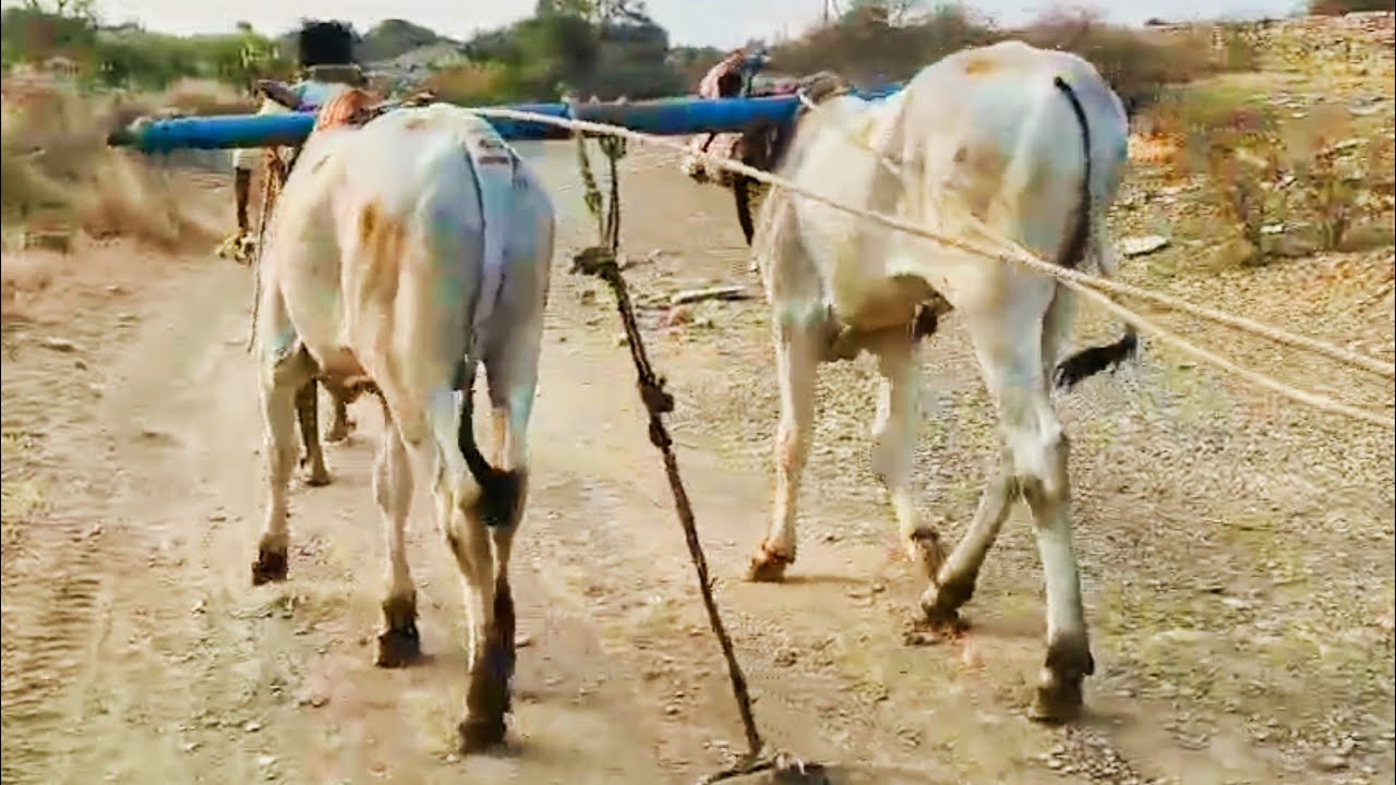 7013728869 ఒక సంవత్సరం వయస్సు పాలపల్ల కోడె దూడలు అమ్ముతారు 