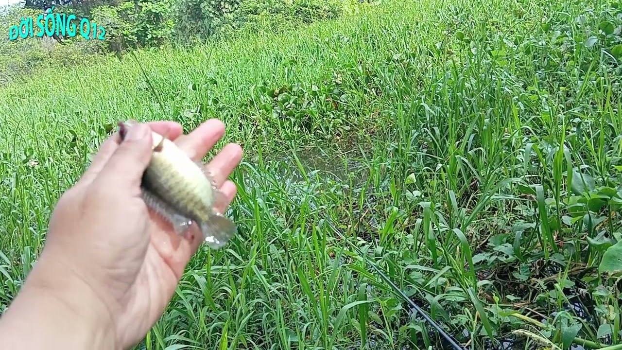 Fishing . Câu cá sông tự nhiên .