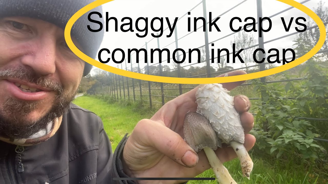 Mushroom foraging Shaggy ink cap vs common ink cap