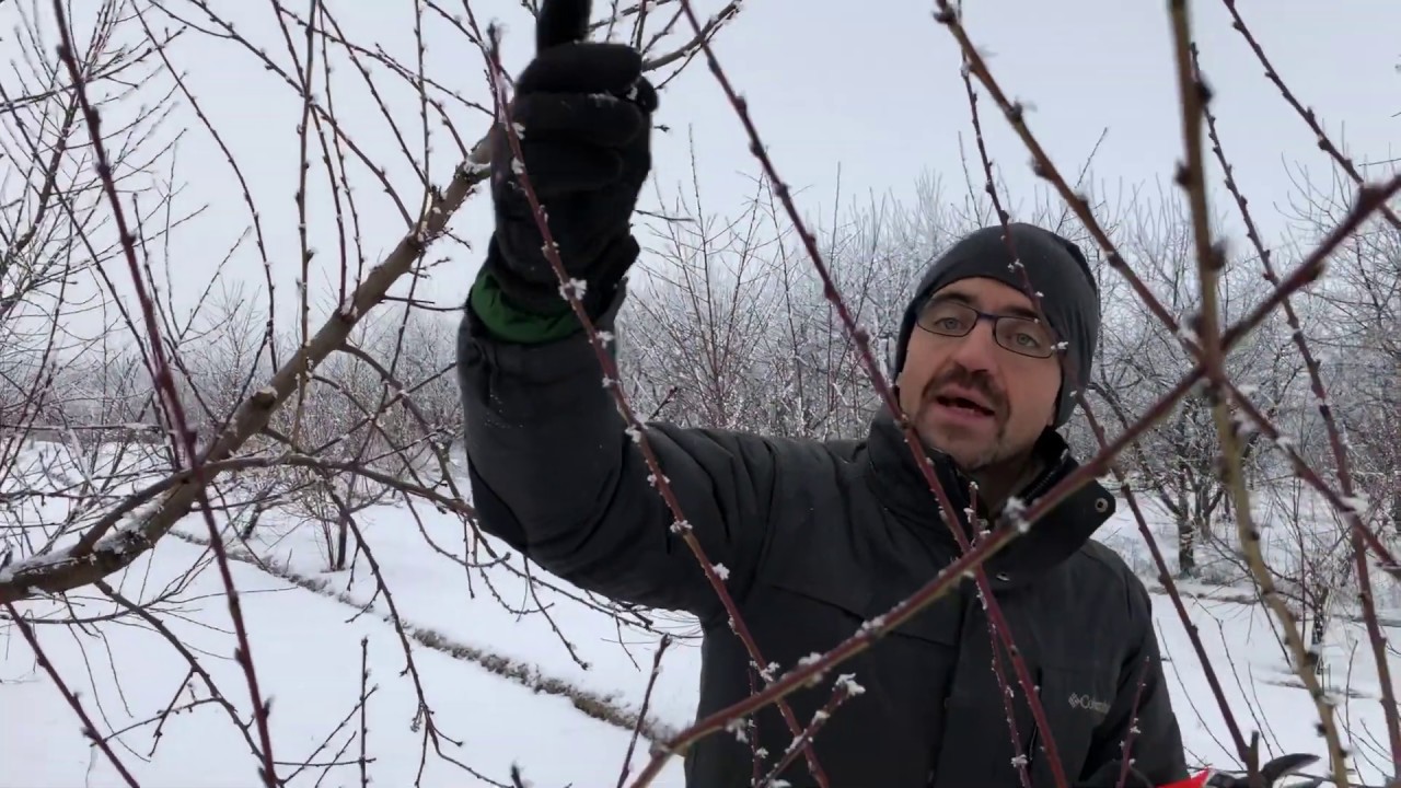 2018 december Buj őszibarack metszés