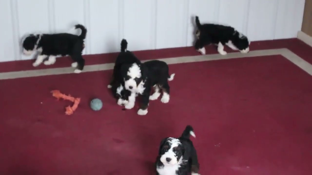 Miniature Bernedoodle Puppies For Sale