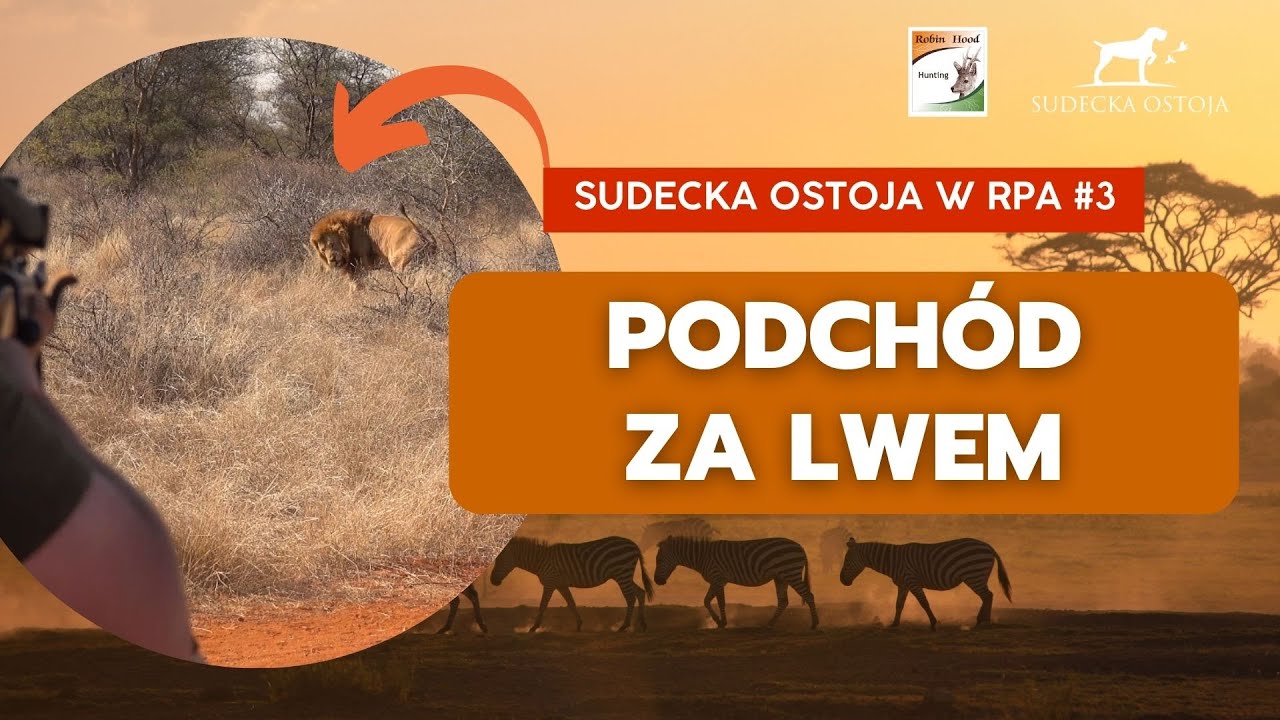 SUDECKA OSTOJA 62/2023 Ciężki podchód w buszu. Polowanie na Lwa! #2 lion hunting Löwenjagd