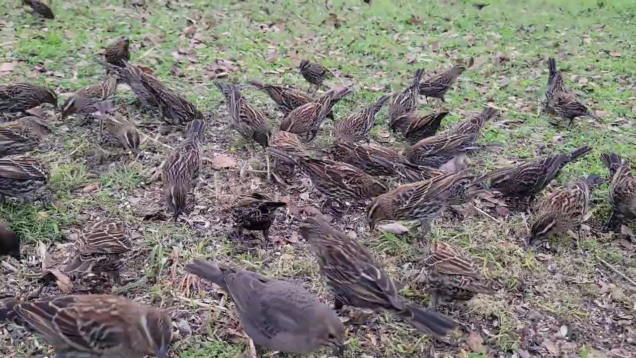 Capturing the birds visiting. @Vivi Mon Vlogs 
