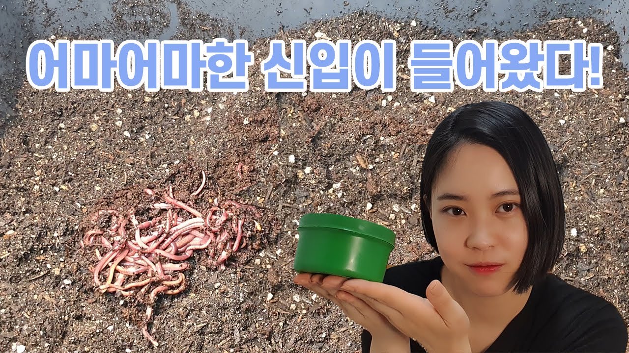 [지렁이키우기]지렁이박스, 신입이 들어왔다!