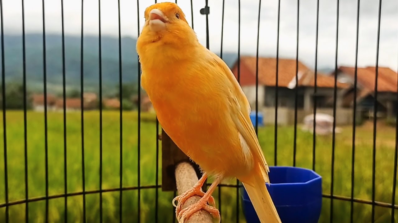 O treinamento mais m&aacute;gico | 75 | Can&aacute;rio Belga tenta todos os can&aacute;rios a cantar!!!