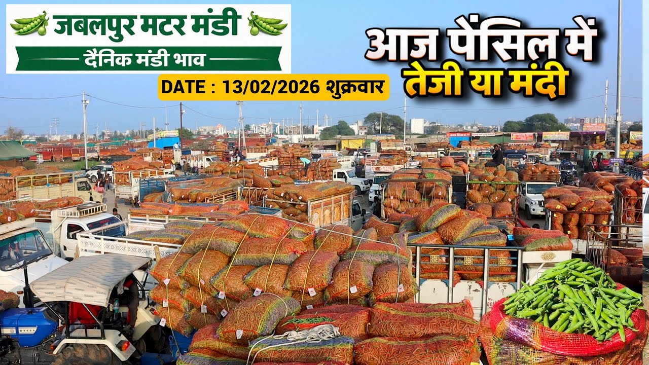 मध्यप्रदेश जबलपुर मटर मंडी भाव अपडेट | आज का ताज़ा रेट 13 फरवरी 2026 शुक्रवार🫛Matar Mandi bhav 