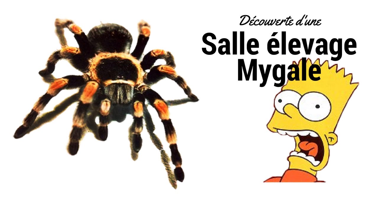 Pièce élevage Mygale à découvrir