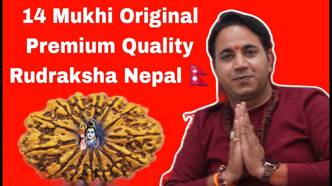 14 Mukhi Nepali Original Premium Quality Rudraksha Nepal 🇳🇵Astro India Kheteshwar Rudraksha