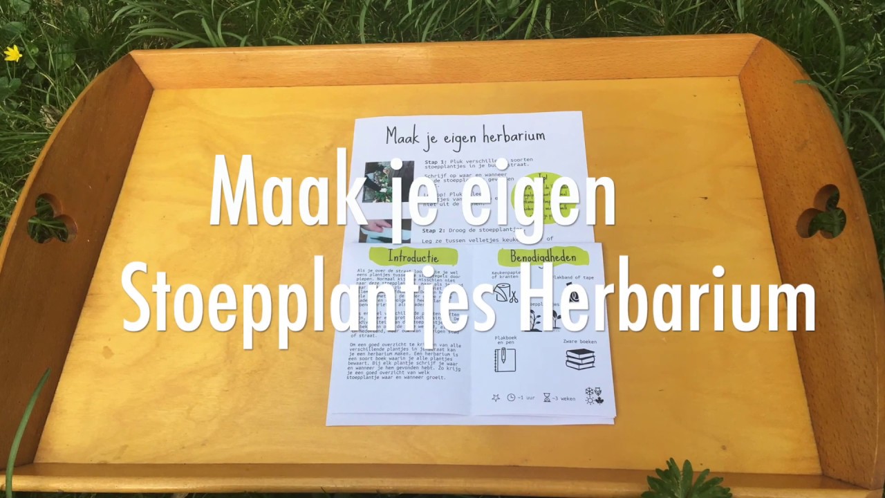 Maak je eigen stoepplantjesherbarium | Hortus botanicus Leiden