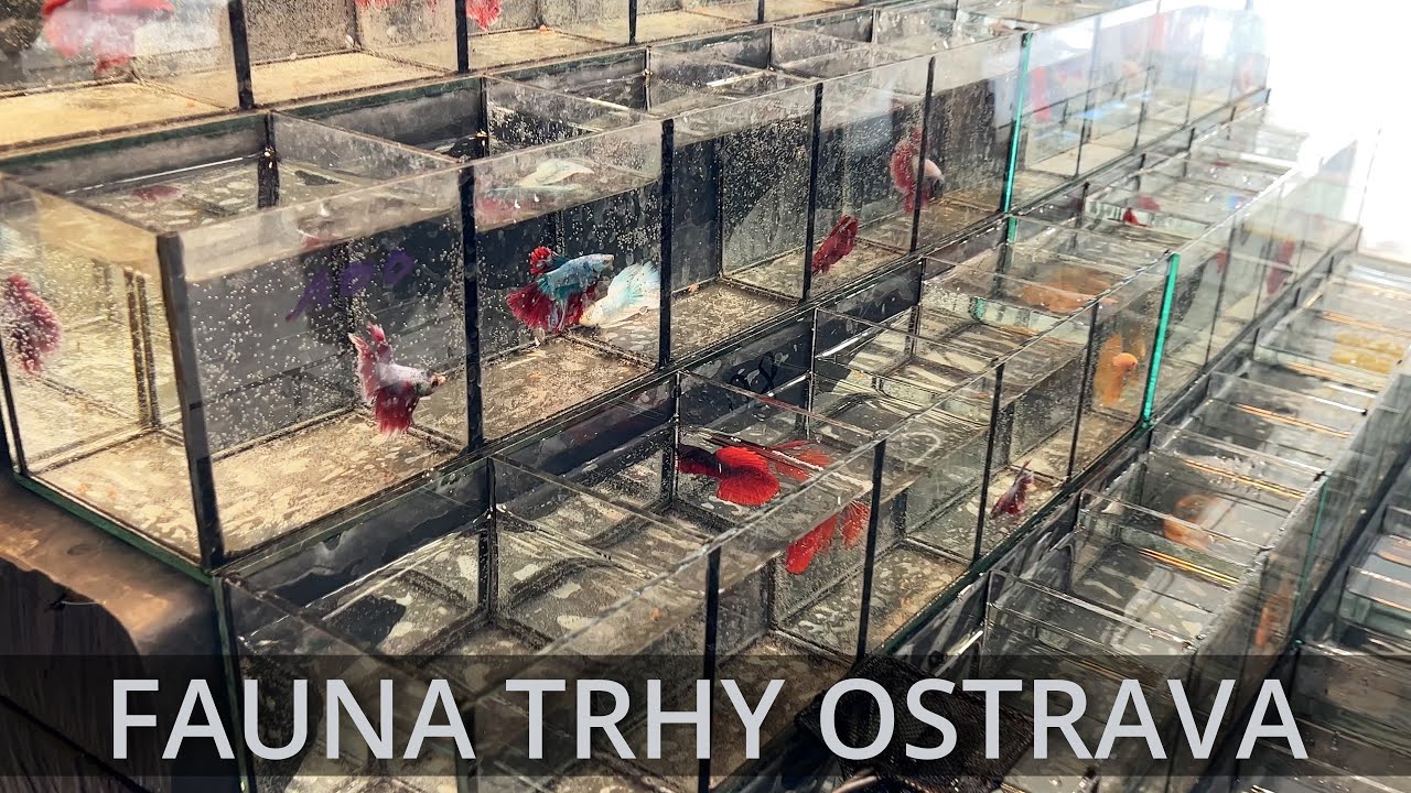 FAUNA TRHY 11/2021 OSTRAVA !!! ČERNÁ LOUKA - AKVARISTIKA, TERARISTIKA