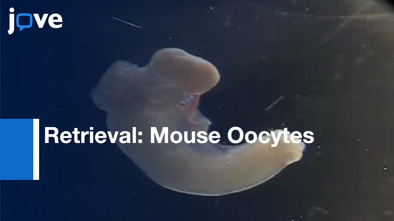 Retrieval Of Mouse Oocytes l Protocol Preview