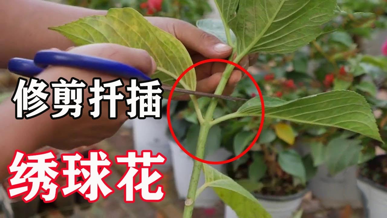 【小花匠】當你的繡球花失去美觀，小花匠教你怎麼挽救，怎麼插怎麼活