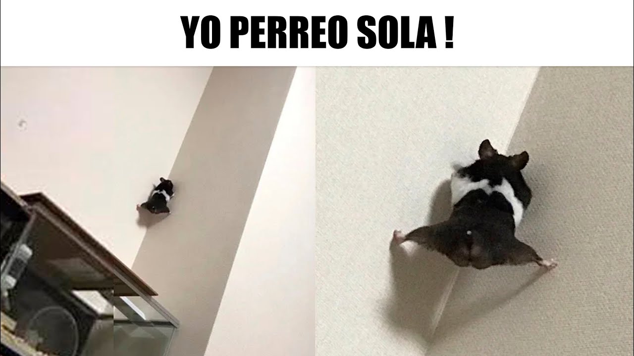 MEMES RANDOM #266