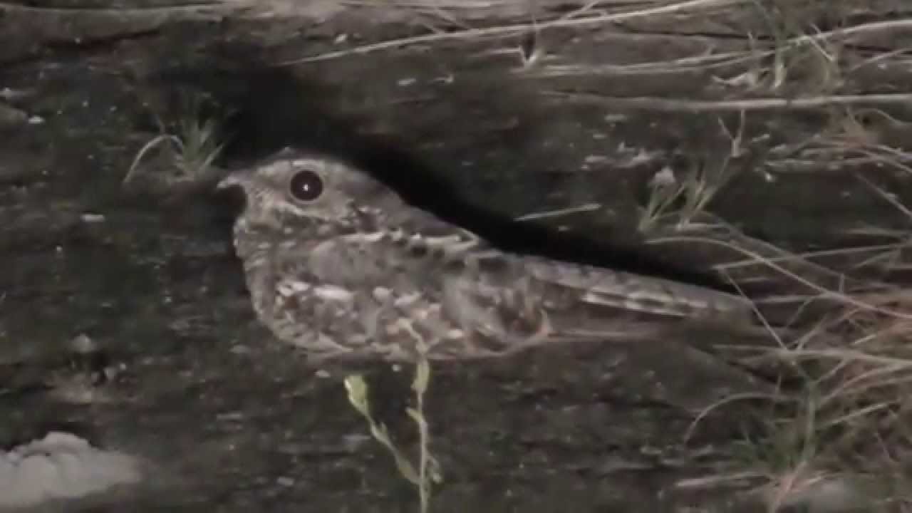 Buj&iacute;o o Guardacaminos (Nyctidromus albicollis) en el Vichada