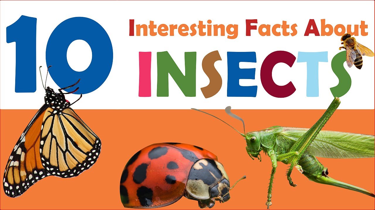 10 interesting facts about insects | Science for Kids Series
