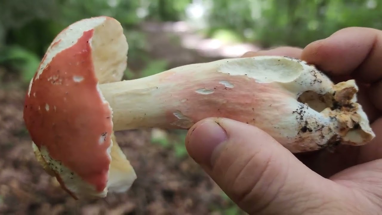 🌲🍄 Білі гриби – велика збірка! Найкращі моменти тихого полювання | СЕЛЯНИН 2025