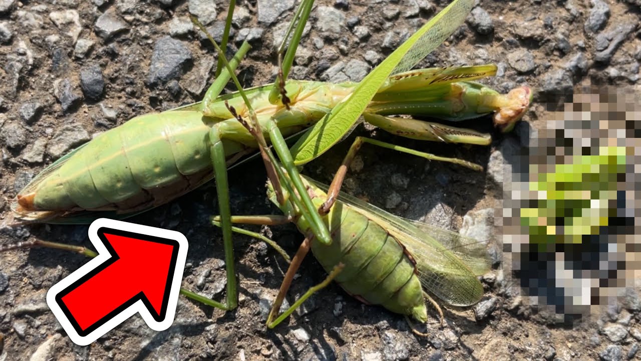 共食いをしていたカマキリの悲しい末路【カマキリ・ハリガネムシ】
