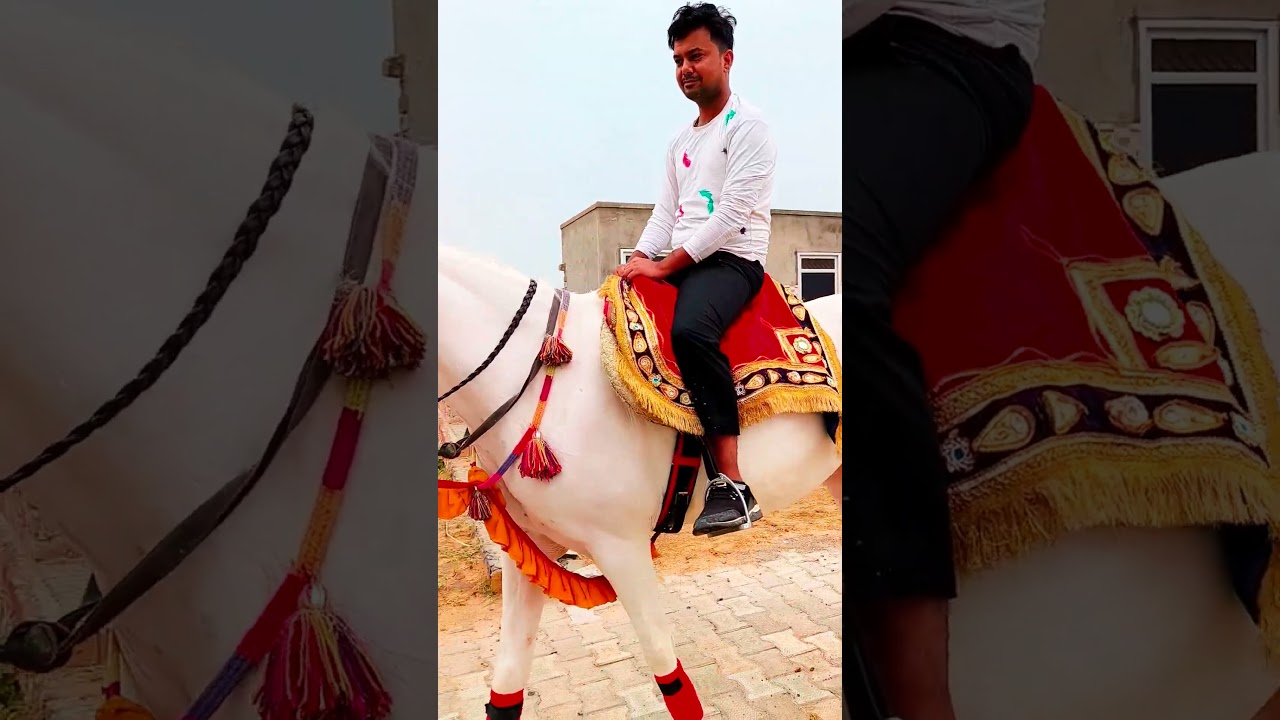 horse lover india