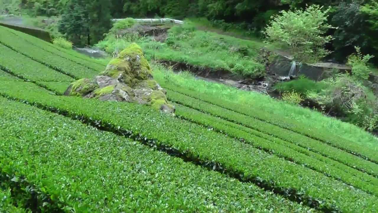 🚶&zwj;♂️ Beautiful High Mountain Japan Green Tea Farm - Softypapa Adventures - Walking in Japan