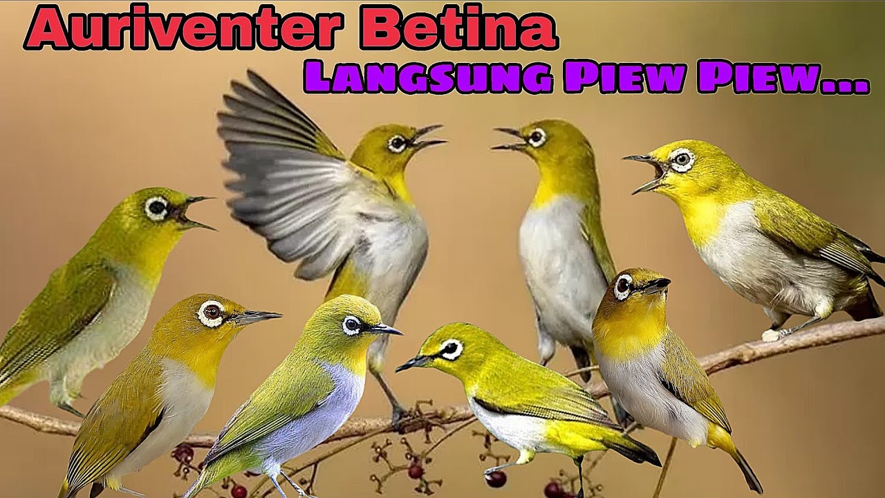Suara Pleci AURI Betina Call 