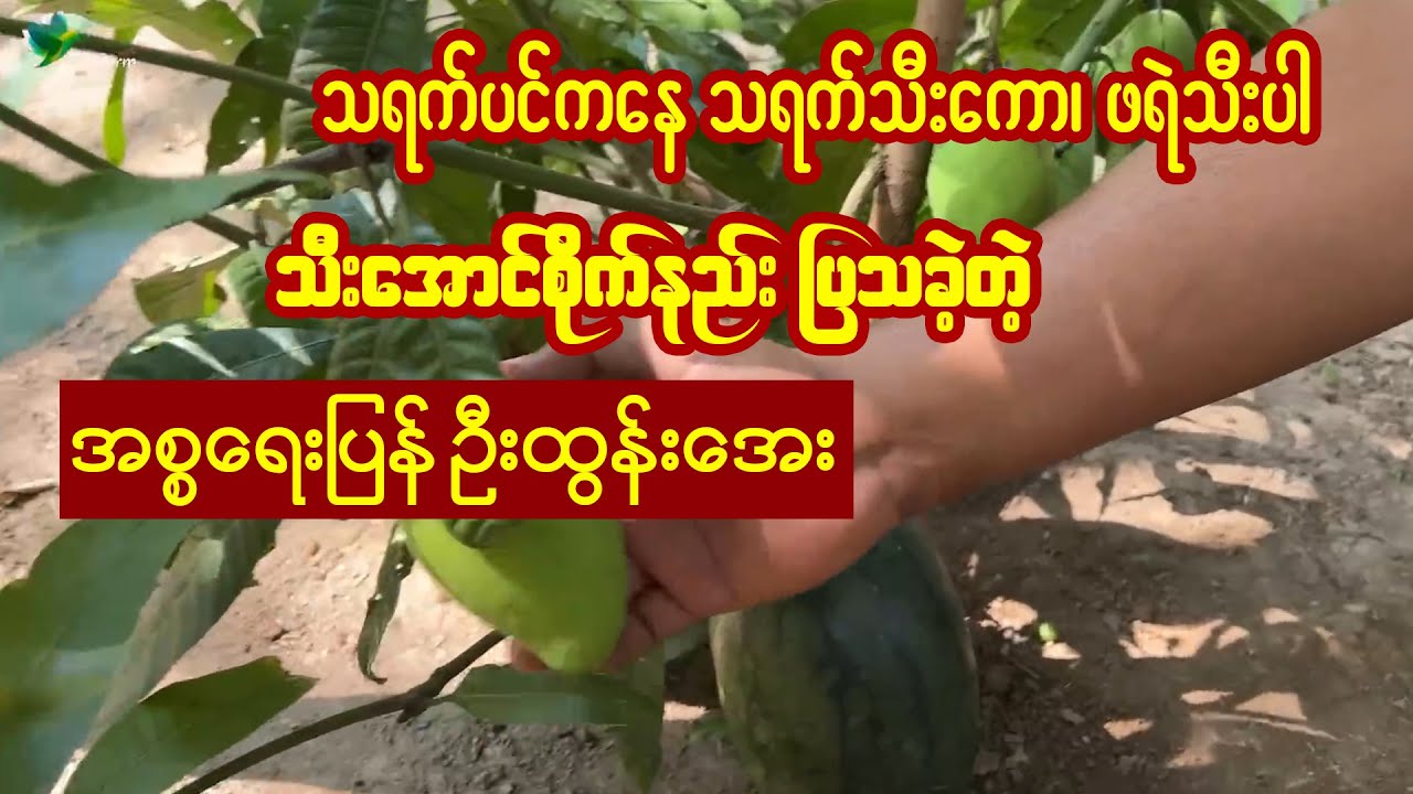 အပင်တစ်ပင်တည်းကနေ အသီး၂ခုသီးတဲ့နည်း ပြခဲ့တဲ့ ဦးထွန်းအေး