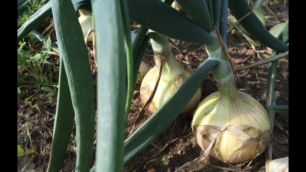 Successfully Growing Vidalia Onions in Home Garden