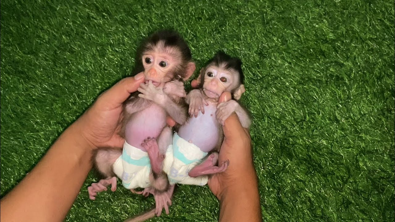 CLEANING VERY SMALL BABY MONKEY KIMMY AND TEACHING NEWBORN BABY MONKEY MILLIE TO WALK