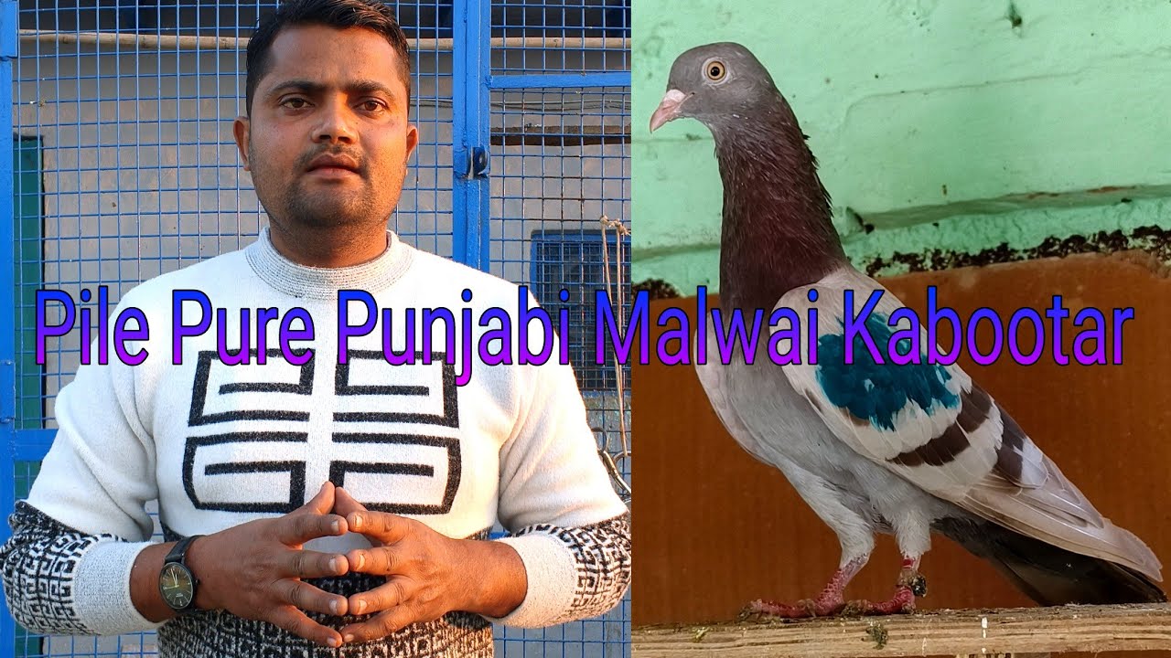 Pile Pure Punjabi Malwai Kabootar ll 9690790152 ll @noorsikheda