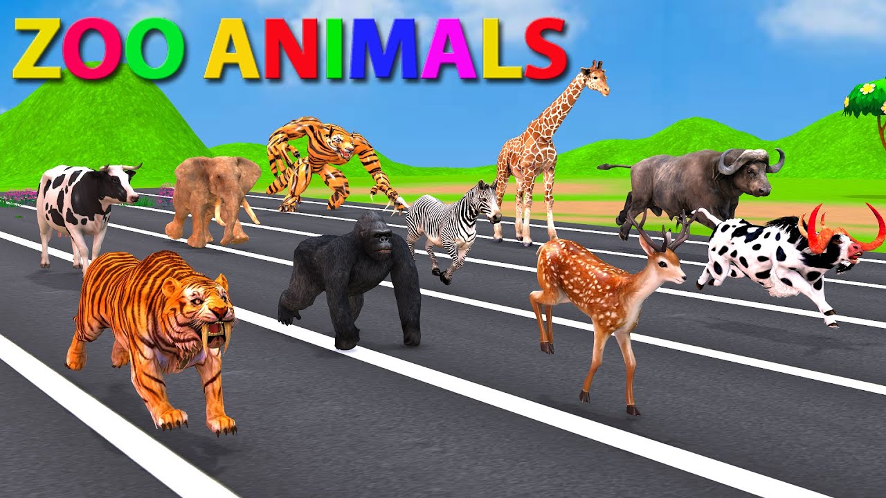 Wild Animals Running Race: Elephant, Lion, Tiger, Gorilla, Hippo, Dinosaur Animals Size Comparasion