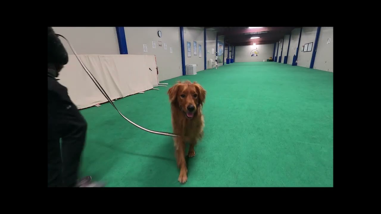 Scotty practicing 12 yes for loose leash walking
