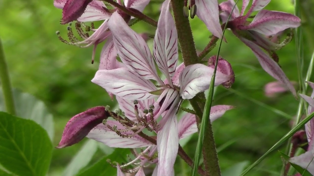 Dittamo, il bellissimo fiore della magia