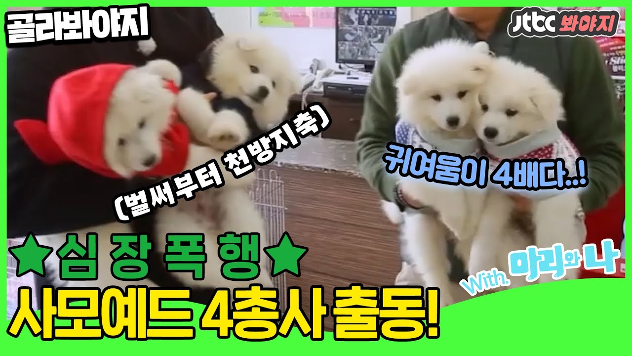 [골라봐야지] ★강아지 특집 1편★ (심쿵) 쪼꼬미 아가들부터 질주본능 허스키까지 다 모였다 !ㅣ마리와 나