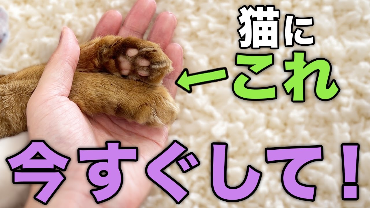 【飼い主必見】猫に愛してるを伝える方法14選