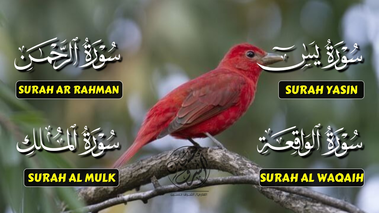 Very Nice Voice Surah Yaseen | Surah Rahman | Surah Waqiah | Surah Mulk l Reciter Ashraf Hussain 060