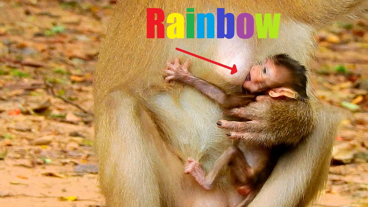 Premature baby Rainbow try breastfeeding, Baby really need extra milk, Fresh Newborn Monkey 1706
