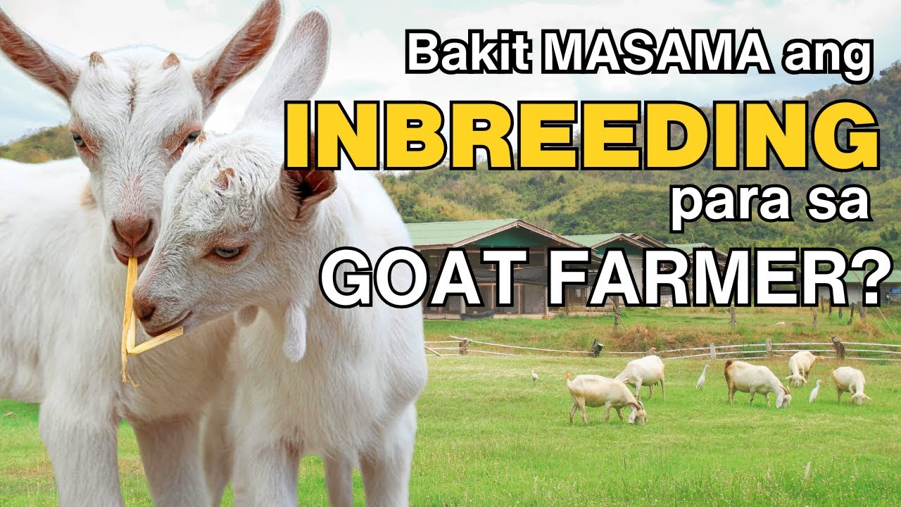 Bakit masama ang INBREEDING para sa GOAT FARMER?
