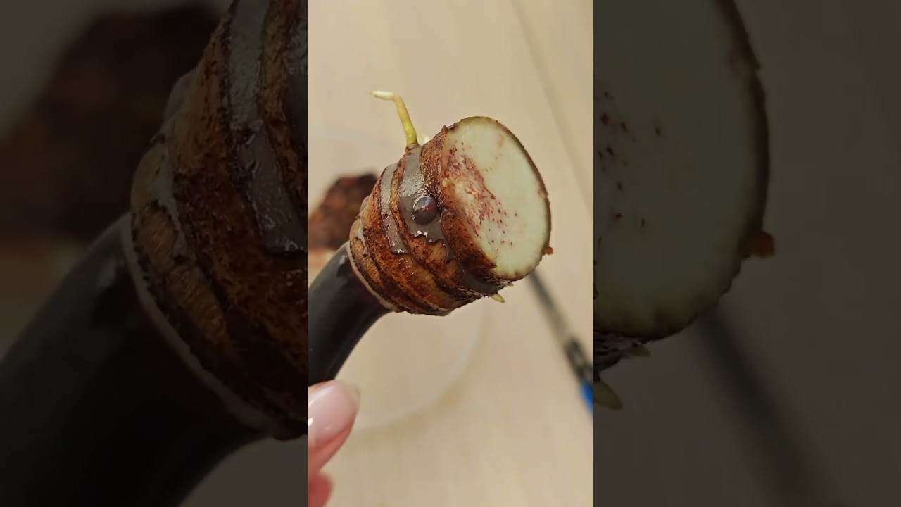 НЕОЖИДАННО И ОЧЕНЬ НЕПРИЯТНО! 😱 что стало с алоказией Блэк стэм вариегатной?