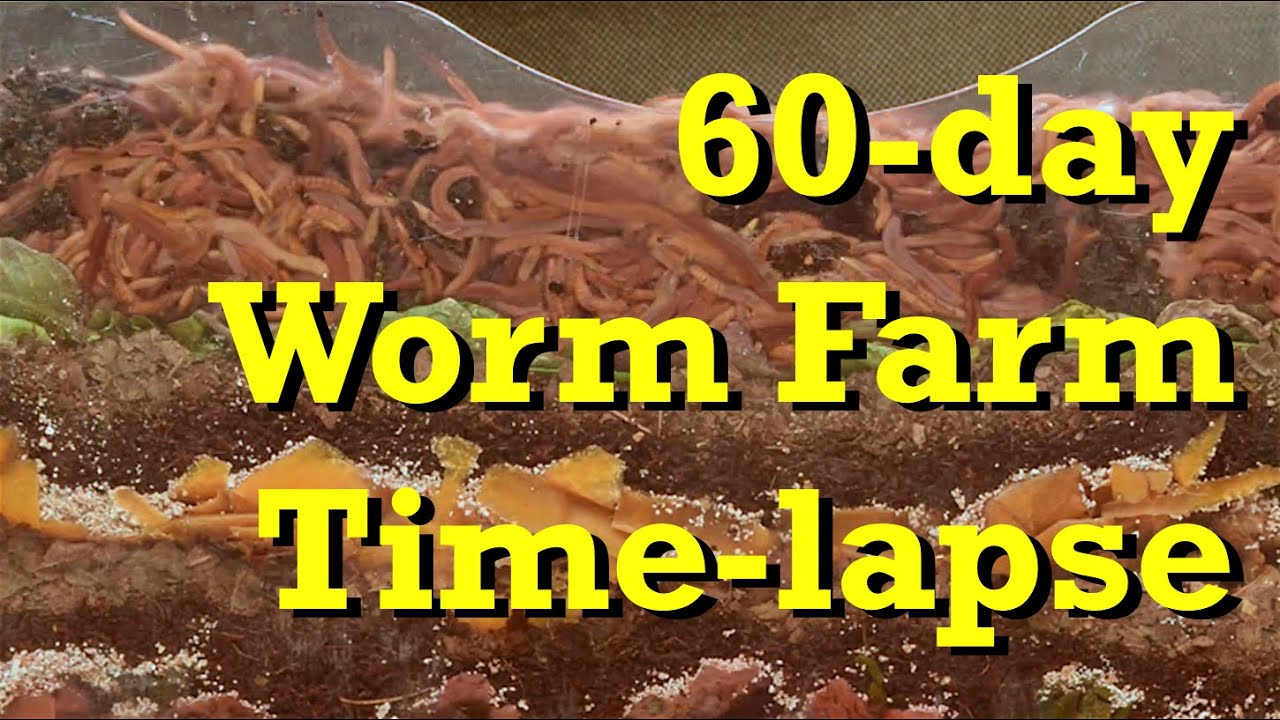 Densely Packed Worm Farm 60-day FAST Time-Lapse - vermicomposting