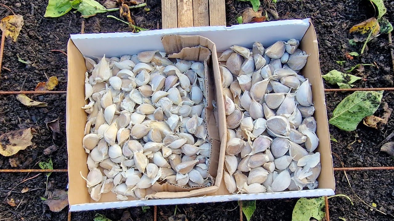 Výsadba česneku - příprava záhonu, výsadba, hnojení #allium #garlic