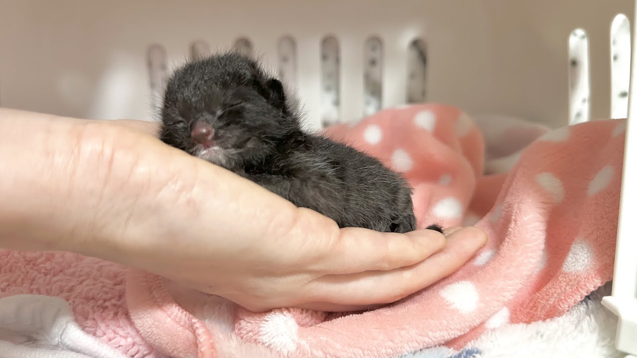 次々産まれる命‥多頭飼育崩壊からのSOS【ポノfam物語#1】SOS from a cat multi-cat collapse.