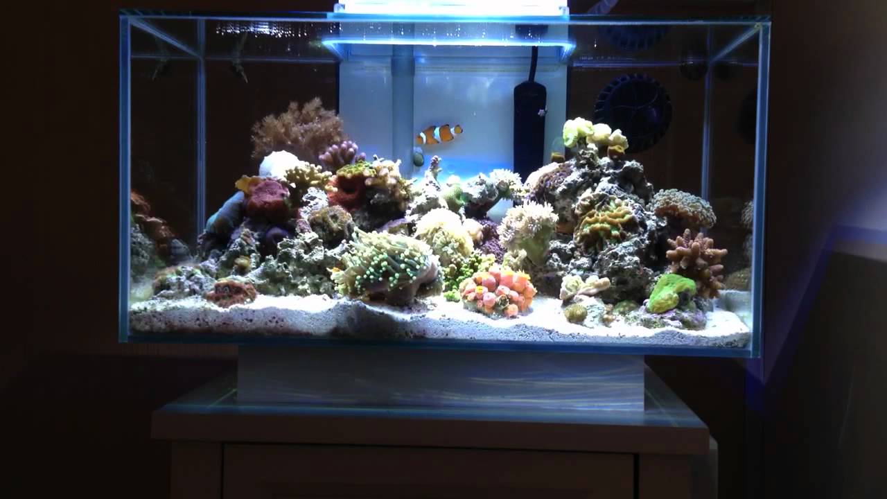 Fluval Edge Nano Reef