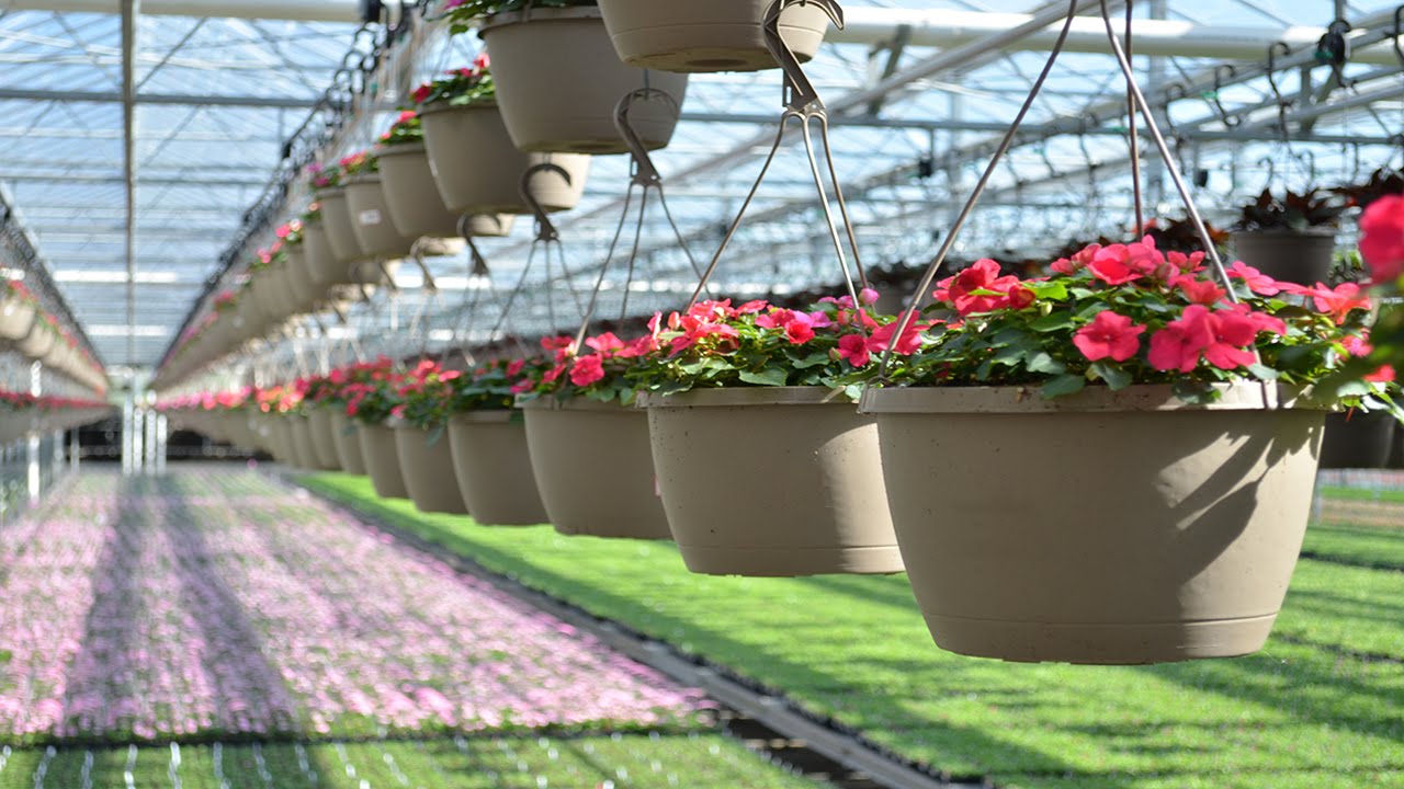 Young's Plant Farm Production