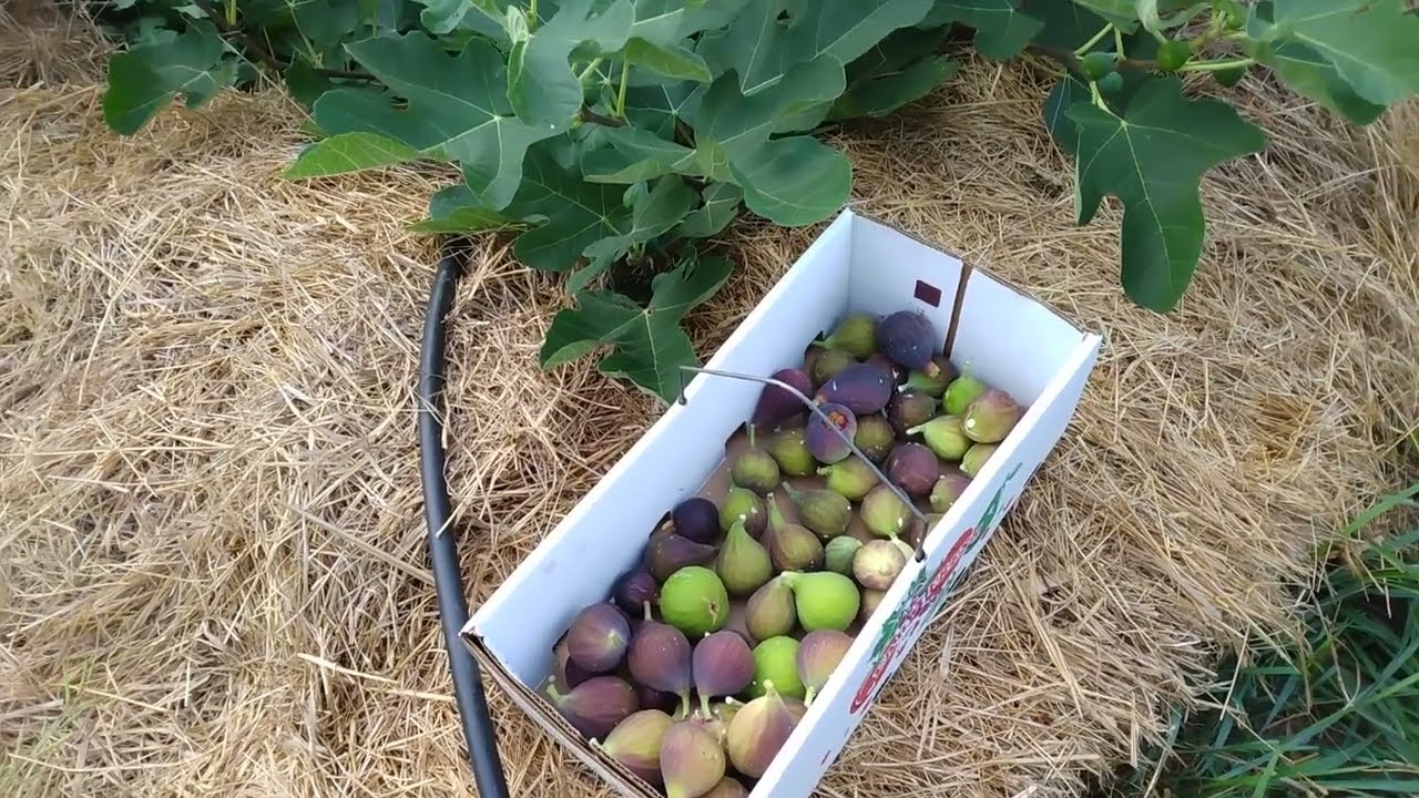 UPDATE: New York Fig Tree Greenhouse Figloo Hardy Figs