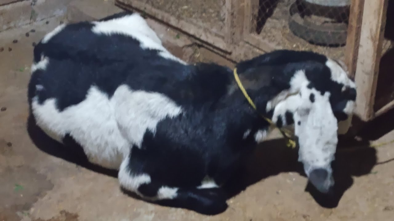 Aj Small Goat Farming Information Vlog Ka {Part 6} Bana Dia [Chaudhary Pets vlog]